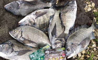 チヌの聖地で乗っ込み開始！刺しエサローテーション的中で本命連発【湯浅・…