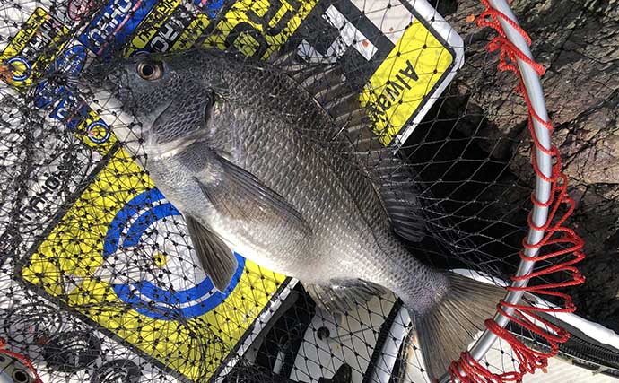 チヌの聖地で乗っ込み開始！刺しエサローテーション的中で本命連発【湯浅・和歌山】