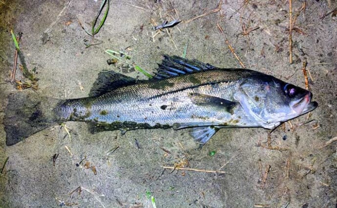 「中途半端なマッチザベイトはダメ？」 高難度の春のシーバスゲームで貴重な1匹を手中