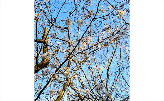 「中途半端なマッチザベイトはダメ？」 高難度の春のシーバスゲームで貴重な1匹を手中