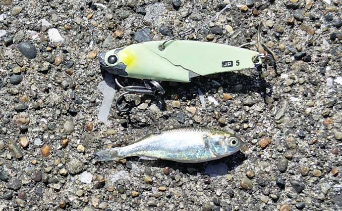 「中途半端なマッチザベイトはダメ？」 高難度の春のシーバスゲームで貴重な1匹を手中