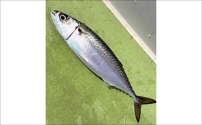 高コスパロッドで東京湾ブランドアジを狙い撃つ【関義丸】速潮の中での正確なタナ取りが重要