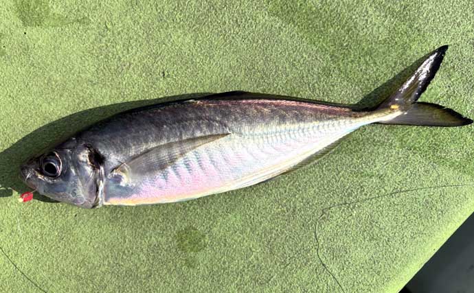 高コスパロッドで東京湾ブランドアジを狙い撃つ【関義丸】速潮の中での正確なタナ取りが重要