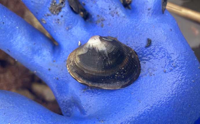 『前島』での潮干狩りで良型アサリと対面【愛知】岩場エリアを中心に探す