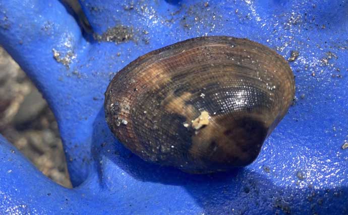 『前島』での潮干狩りで良型アサリと対面【愛知】岩場エリアを中心に探す