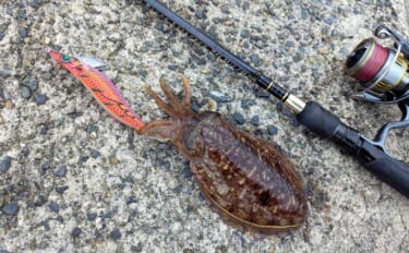 春のコウイカエギングシーズン開幕！【京都府】良型交じりで本命複数安打達…