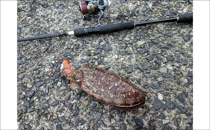 春のコウイカエギングシーズン開幕！【京都府】良型交じりで本命複数安打達成