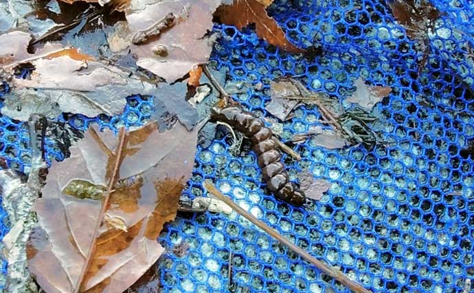 「エサの活きの良さが釣果に直結！」採集した【川虫の管理方法】を徹底解説