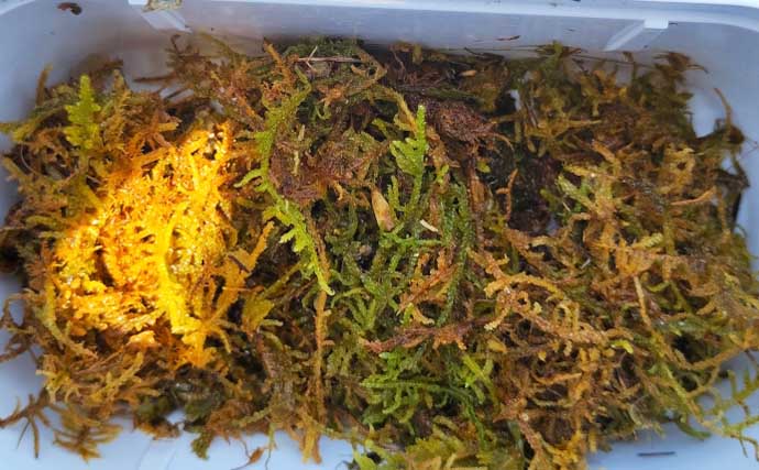 「エサの活きの良さが釣果に直結！」採集した【川虫の管理方法】を徹底解説