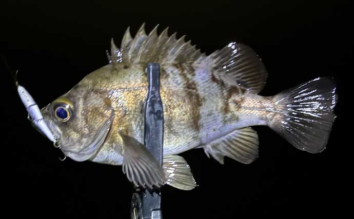 超定番ポイント「常夜灯」をあえて外すメリットとは？　闇撃ちのコツを解説