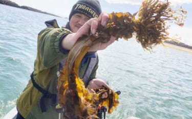 船での「ワカメ狩り」体験が面白い＆美味しい！　箕田消波ブロック帯で旬の…