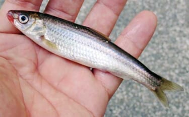 「実は超美味な淡水の小魚」琵琶湖でホンモロコを釣ろう【タックル・仕掛け…