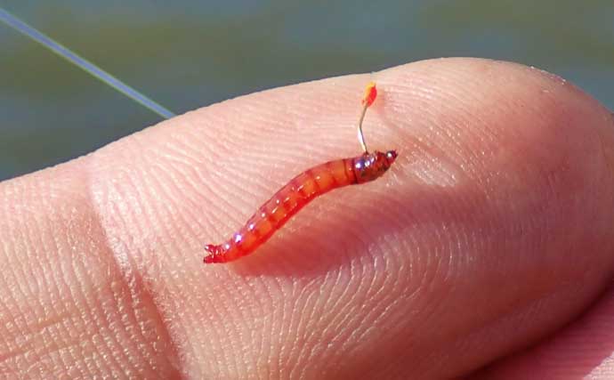 「実は超美味な淡水の小魚」琵琶湖でホンモロコを釣ろう【タックル・仕掛け・釣り方を解説】