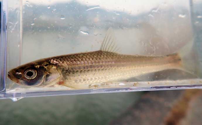 「実は超美味な淡水の小魚」琵琶湖でホンモロコを釣ろう【タックル・仕掛け・釣り方を解説】