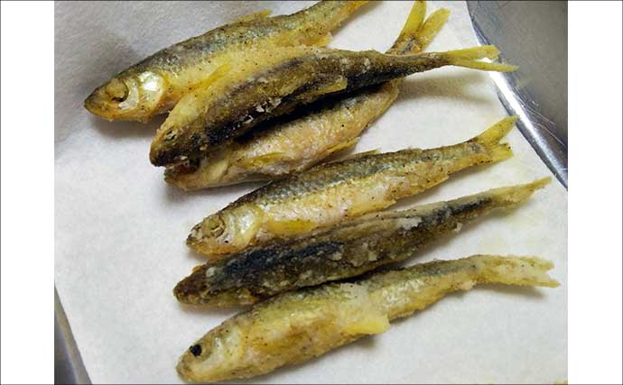 「実は超美味な淡水の小魚」琵琶湖でホンモロコを釣ろう【タックル・仕掛け・釣り方を解説】