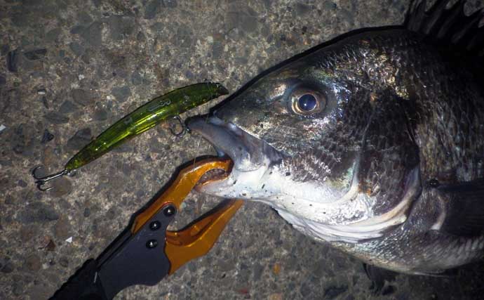 バチ抜けシーズンの名古屋港でシーバス・クロダイ・キビレが好反応！