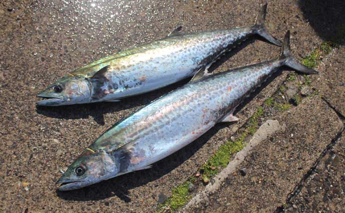 「釣った魚の重量が軽い人が優勝？」ちょっと変わった釣り大会で良型サワラ続々