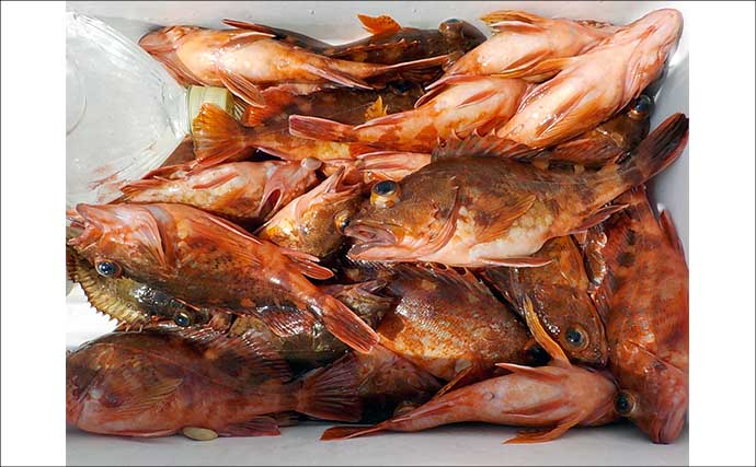 シーズンラストの底物五目釣りで大型オニカサゴ好反応！【船釣り釣果速報13選・愛知／静岡】