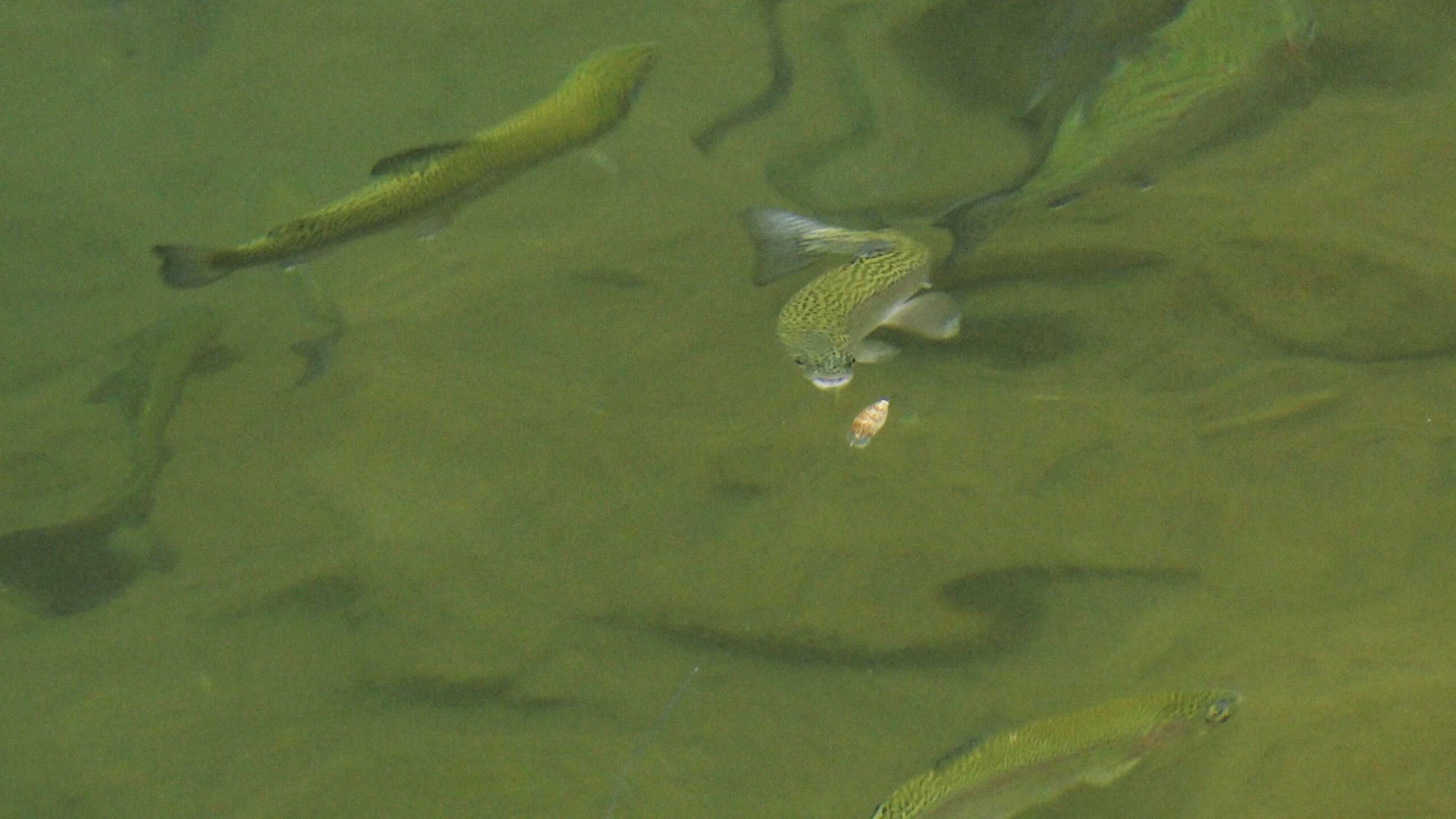 春のエリアトラウトを楽しもう！　代表的なルアー3種を解説