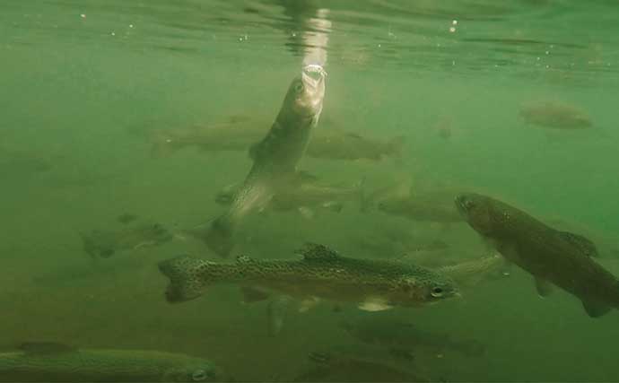 春のエリアトラウトを楽しもう！　代表的なルアー3種を解説