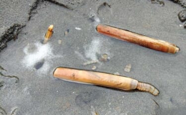 横浜での潮干狩りでマテ貝125本をゲット！【野島海岸】アサリは見つけら…