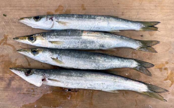 南房エリアで陸っぱりカマス釣り【千葉】サビキとワームにヒットも数は伸びず