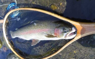 早川でのフライフィッシングで40cm超えニジマスが好反応！【神奈川】