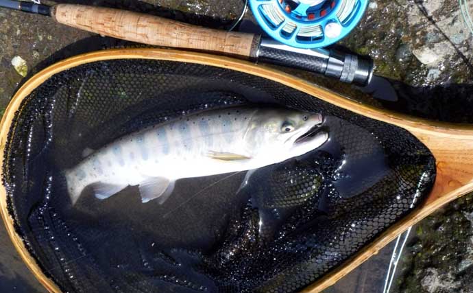 早川でのフライフィッシングで40cm超えニジマスが好反応！【神奈川】