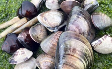 「マテ貝にハマグリにシオフキ！」御殿場海岸での潮干狩りで3種の貝の採集…