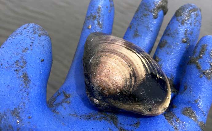 「マテ貝にハマグリにシオフキ！」御殿場海岸での潮干狩りで3種の貝の採集に成功【三重】