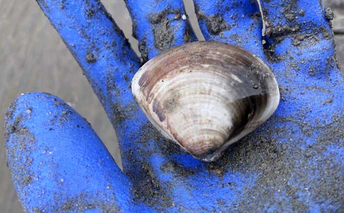 「マテ貝にハマグリにシオフキ！」御殿場海岸での潮干狩りで3種の貝の採集に成功【三重】