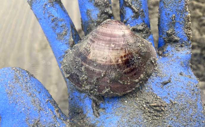 「マテ貝にハマグリにシオフキ！」御殿場海岸での潮干狩りで3種の貝の採集に成功【三重】
