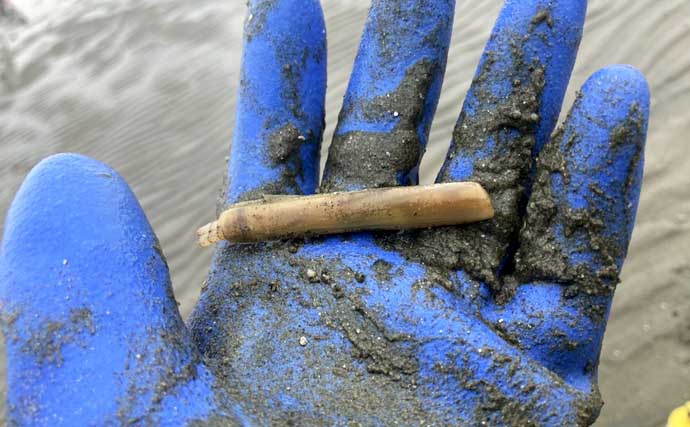 「マテ貝にハマグリにシオフキ！」御殿場海岸での潮干狩りで3種の貝の採集に成功【三重】