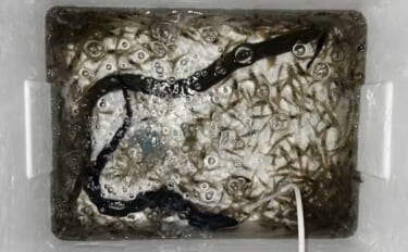 河川でのブッコミ釣りで60cm超え「天然ウナギ」キャッチに成功！【筏川…