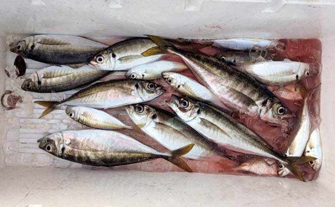 鳥羽沖で食べごろサイズのトラフグが好反応！【船のエサ釣り釣果速報6選・三重】