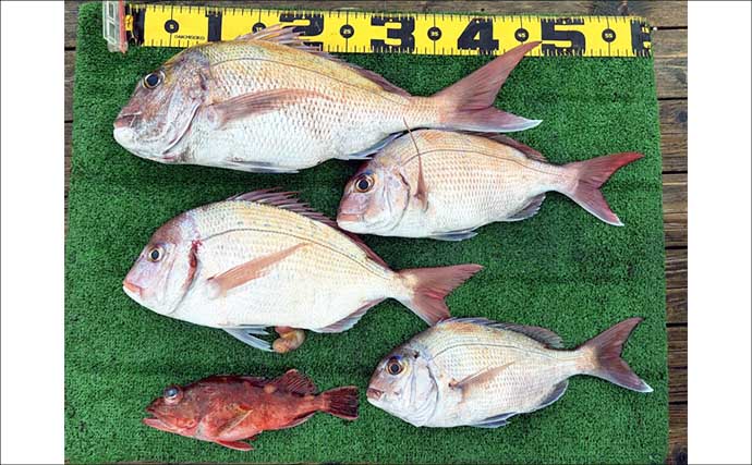 最大42cm！ジャンボイサキが荒食い！【船のエサ釣り釣果速報9選・愛知】