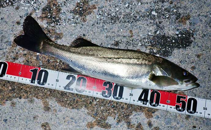 夜の堤防ルアー釣りで51cm良型シーバス好捕【四日市港・三重】カサゴは連発！