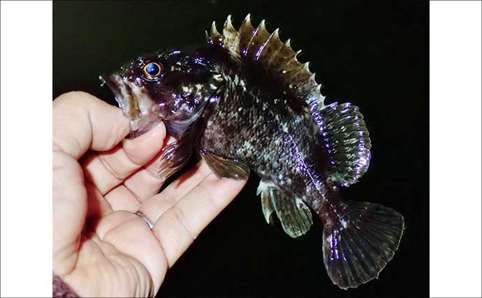 夜の堤防ルアー釣りで51cm良型シーバス好捕【四日市港・三重】カサゴは連発！