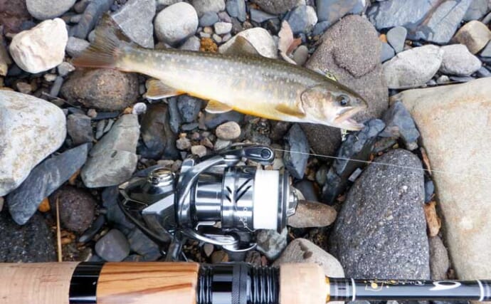 渓流ルアー釣りでニジマス・イワナ・ヤマメと対面成功【荘川・岐阜】