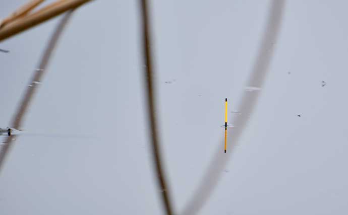 吉田康雄のザ・チャレンジへらぶな【春しかできない釣りをしよう#3】