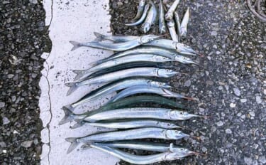 堤防ウキ釣りでサヨリ14尾を手中【興津港・千葉】まきエサが逆効果になる…