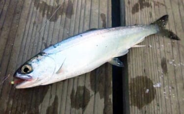 「解禁直後のヒメマスを狙う！」西湖でのボート釣りで24cm頭に本命10…