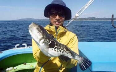 東京湾で大人気のトラフグを狙う【一之瀬丸】船中3.7kgの良型顔出しも…