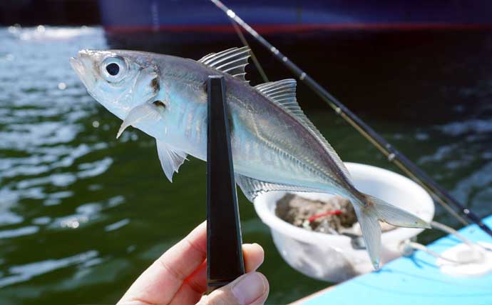 「早起きしなくてもアジが釣れる！」東京湾の午後LTアジで数釣り堪能【一之瀬丸】