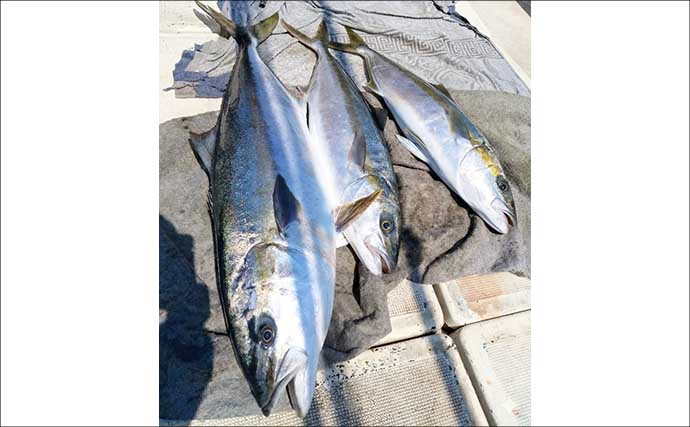 「生きたイカで大物を狙う」早福沖のイカ流し釣りで20kgヒラマサ！【船釣り最新情報4選・長崎／佐賀】