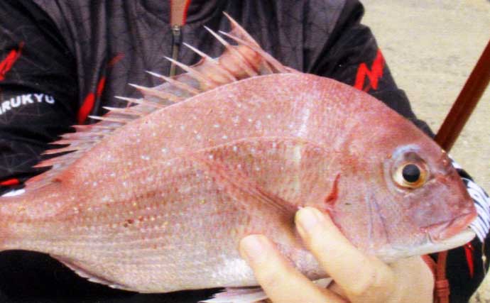 波止での投げ釣りで38cmマダイに20cm超えキスを手中！【鷹島・長崎】