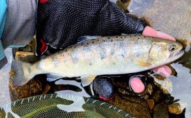 日野川での渓流ルアー釣りで25cm良型ヤマメをキャッチ！【鳥取】ミノー…