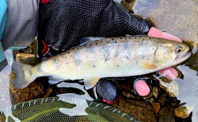 日野川での渓流ルアー釣りで25cm良型ヤマメをキャッチ！【鳥取】ミノーにヒット