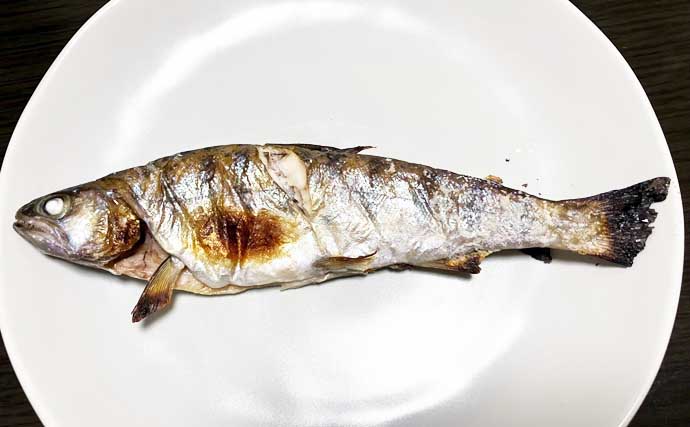 日野川での渓流ルアー釣りで25cm良型ヤマメをキャッチ！【鳥取】ミノーにヒット