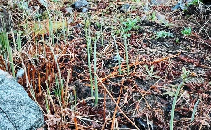 「釣魚より家族に喜ばれるかも？」渓流釣り場で採れる野草3選【ヨモギ・ユキノシタ・わらび】